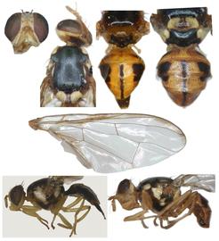  Photo plate of  B. facialis .
