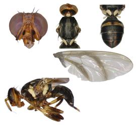  Photo plate of  B. frauenfeldi .
