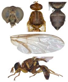  Photo plate of  B. halfordiae .
