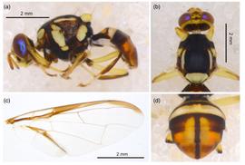  Photo plate of  Bactrocera incognita .
