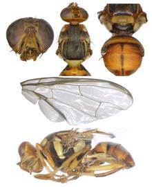  Photo plate of  B. kandiensis .
