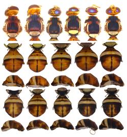  Photo plate showing the scutum and abdomen pattern variation in  B. kandiensis .
