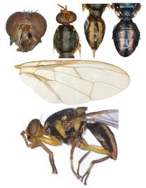  Photo plate of  B. kirki .
