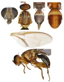  Photo plate of  B. kraussi .
