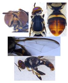  Photo plate of  B. lata .
