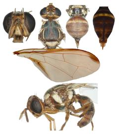  Photo plate of  B. latifrons. 
