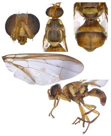  Photo plate of  B. murrayi .
