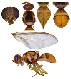  Photo plate of  B. musae .
