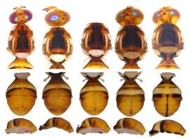  Photo plate of the scutum and abdomen pattern variation in  B. musae .
