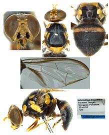  Photo plate of  B. nationigrotibialis. 
