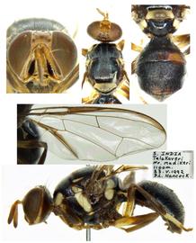 Photo plate of  B. neonigrotibialis .