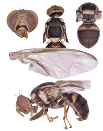  Photo plate of  B. nigrifemorata. 
