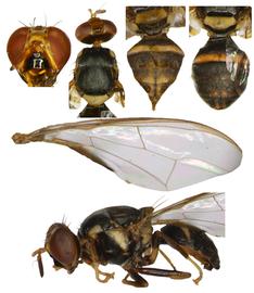  Photo plate of  B. nigrofemoralis .

