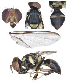  Photo plate of  B. nigrotibialis .
