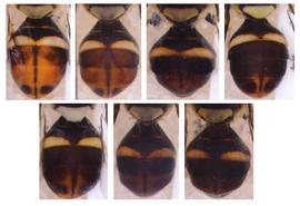  Photo plate showing the abdomen pattern variation in  B. nigrotibialis .
