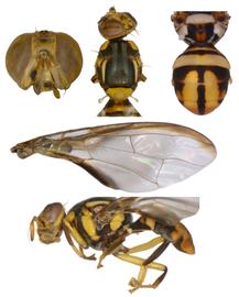  Photo plate of  B. occipitalis .
