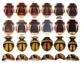  Photo plate showing the variation in scutum and abdomen pattern of  B. occipitalis .
