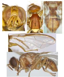  Photo plate of  B. pallida .
