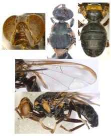  Plate of  B. paradiospyri .
