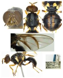  Photo plate of  B. parafrauenfeldi .
