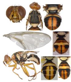  Photo plate of  B. parafroggattii. 
