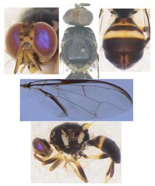  Photo plate of  B. perigrapha .
