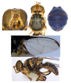  Photo plate of  B. pernigra .
