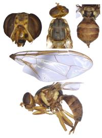  Photo plate of  B. pruniae .
