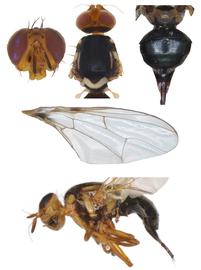  Photo plate of  B. psidii .
