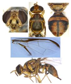  Photo plate of  B. raiensis .
