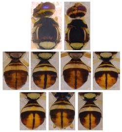  Photo plate showing the scutum and abdomen pattern variation in  B. raiensis .
