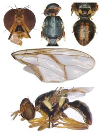  Photo plate of  B. trilineola .
