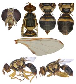  Photo plate of  B. tuberculata .

