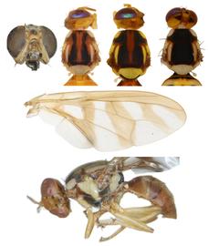  Photo plate of  B. umbrosa .
