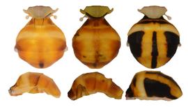  Photo plate showing the abdomen pattern variation in  B. umbrosa .
