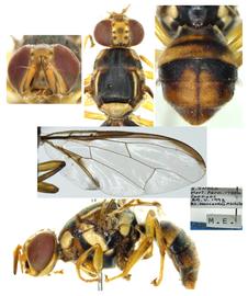  Photo plate of  Bactrocera verbascifoliae .
