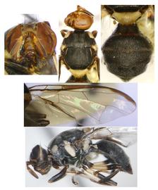  Photo plate of  B. wuzhishana .
