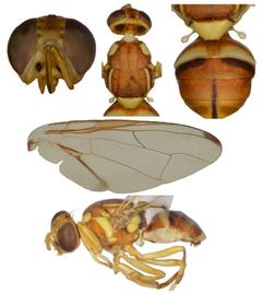  Photo plate of  B. zonata .
