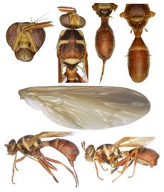 Photo plate of  D. solomonensis .

