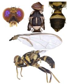  Photo plate of  Z. atrifacies .
