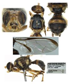  Photo plate of  Z. baoshanensis .
