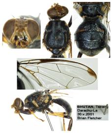 Photo plate of  B. biguttatus .
