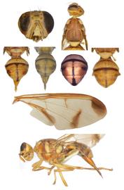  Photo plate of  Z. cucurbitae .
