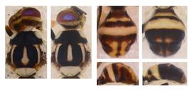  Photo plate showing scutum and abdomen pattern variation in  Z. diaphorus .
