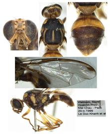  Photo plate of  Z. hoabinhiae .
