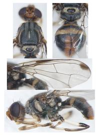  Photo plate of  Z. liquidus .
