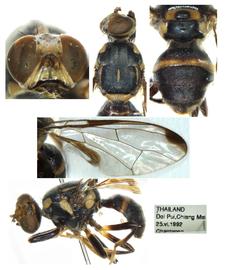  Photo plate of  Z. menglanus .
