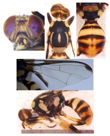  Photo plate of  Z. nakhonnayokiae .
