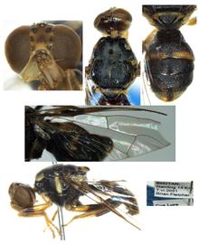  Photo plate of  Z. namlingiae .
