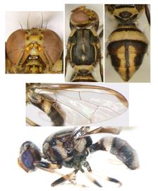 Photo plate of  Z. proprescutellatus .
